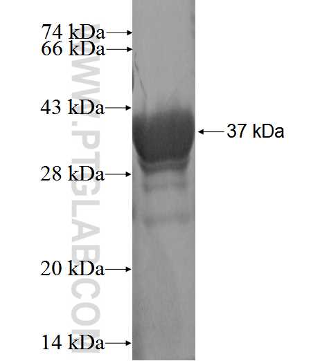 TMBIM1 fusion protein Ag2745 SDS-PAGE