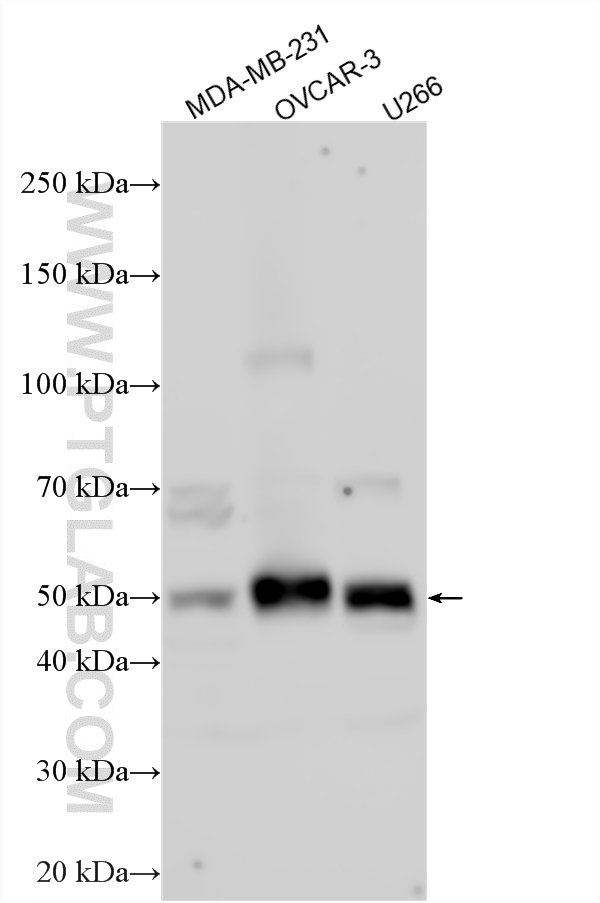Various lysates were subjected to SDS PAGE followed by western blot with 32730-1-AP (TMCC3 antibody) at dilution of 1:8000 incubated at room temperature for 1.5 hours. WB analysis using 32730-1-AP