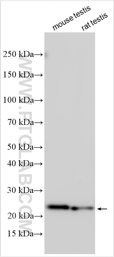 WB analysis using 33338-1-AP WB analysis using 33338-1-AP