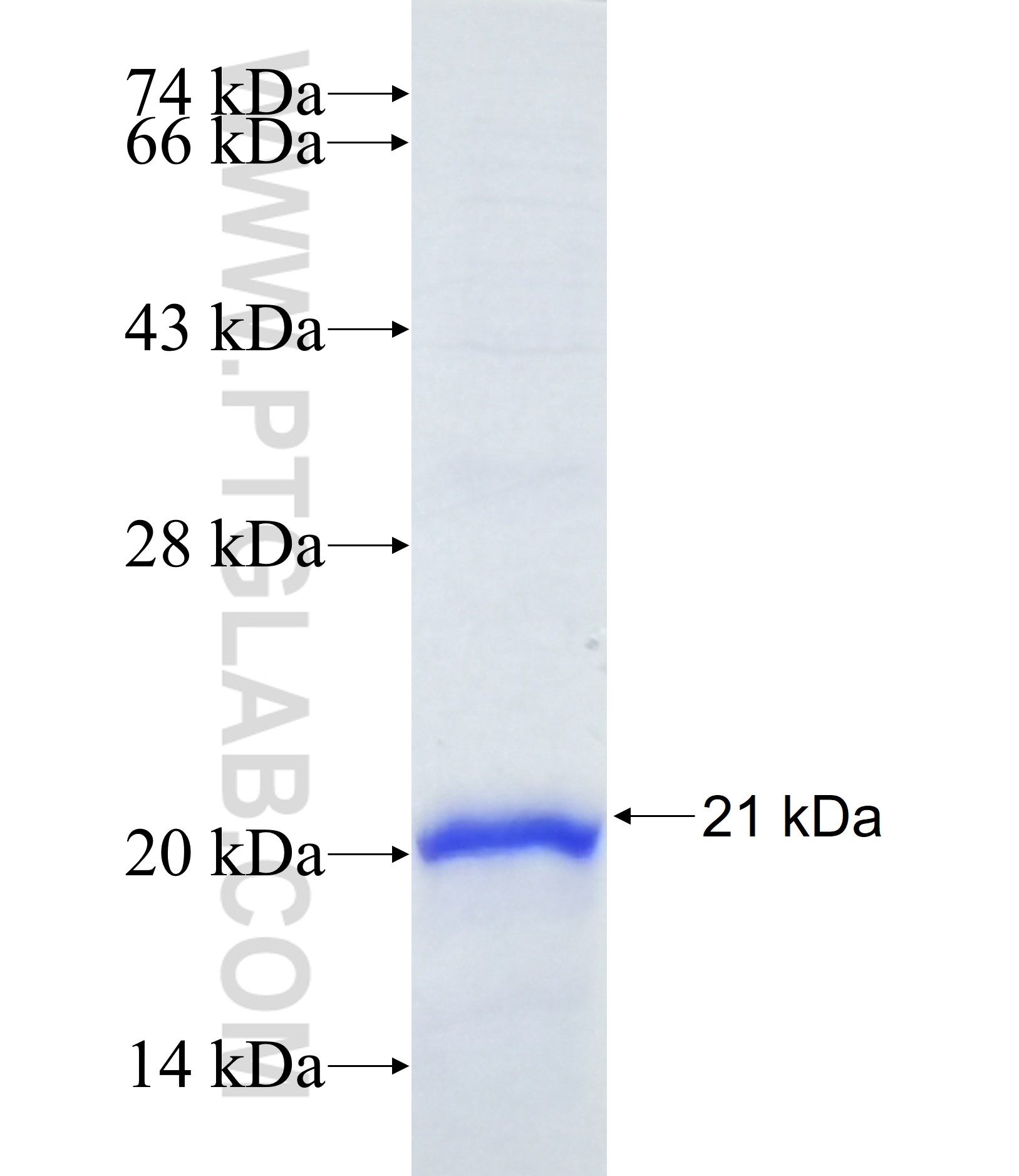 TMCO2 fusion protein Ag37164 SDS-PAGE TMCO2 fusion protein Ag37164 SDS-PAGE