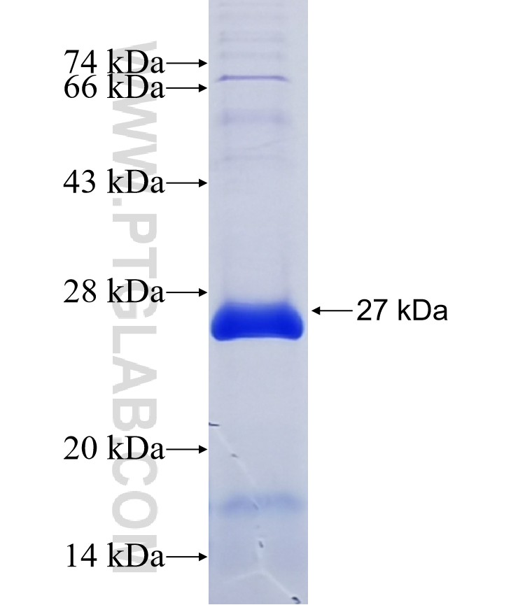 TMCO5A fusion protein Ag15445 SDS-PAGE