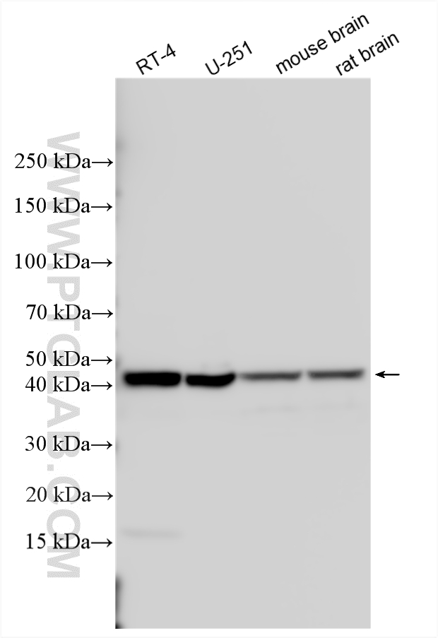 WB analysis using 20117-1-AP