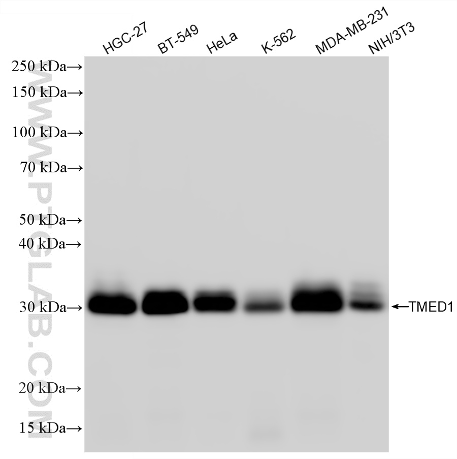 WB analysis using 87837-1-RR