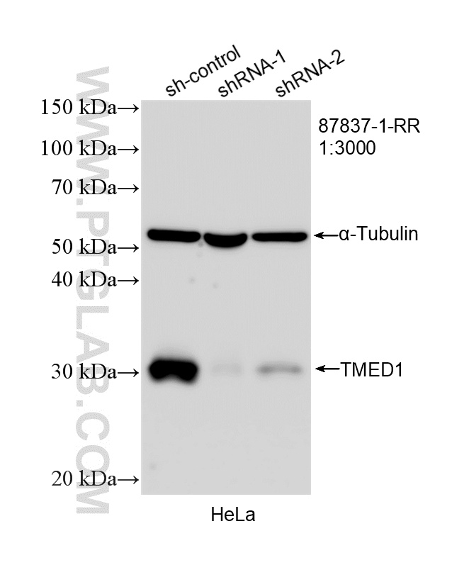 WB analysis of HeLa using 87837-1-RR (same clone as 87837-1-PBS) WB analysis of HeLa using 87837-1-RR (same clone as 87837-1-PBS)