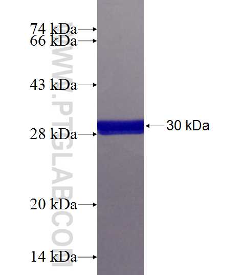 TMED1 fusion protein Ag24984 SDS-PAGE TMED1 fusion protein Ag24984 SDS-PAGE