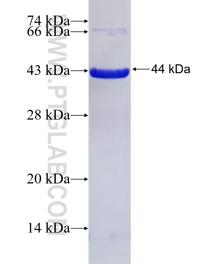 TMED10 fusion protein Ag7347 SDS-PAGE