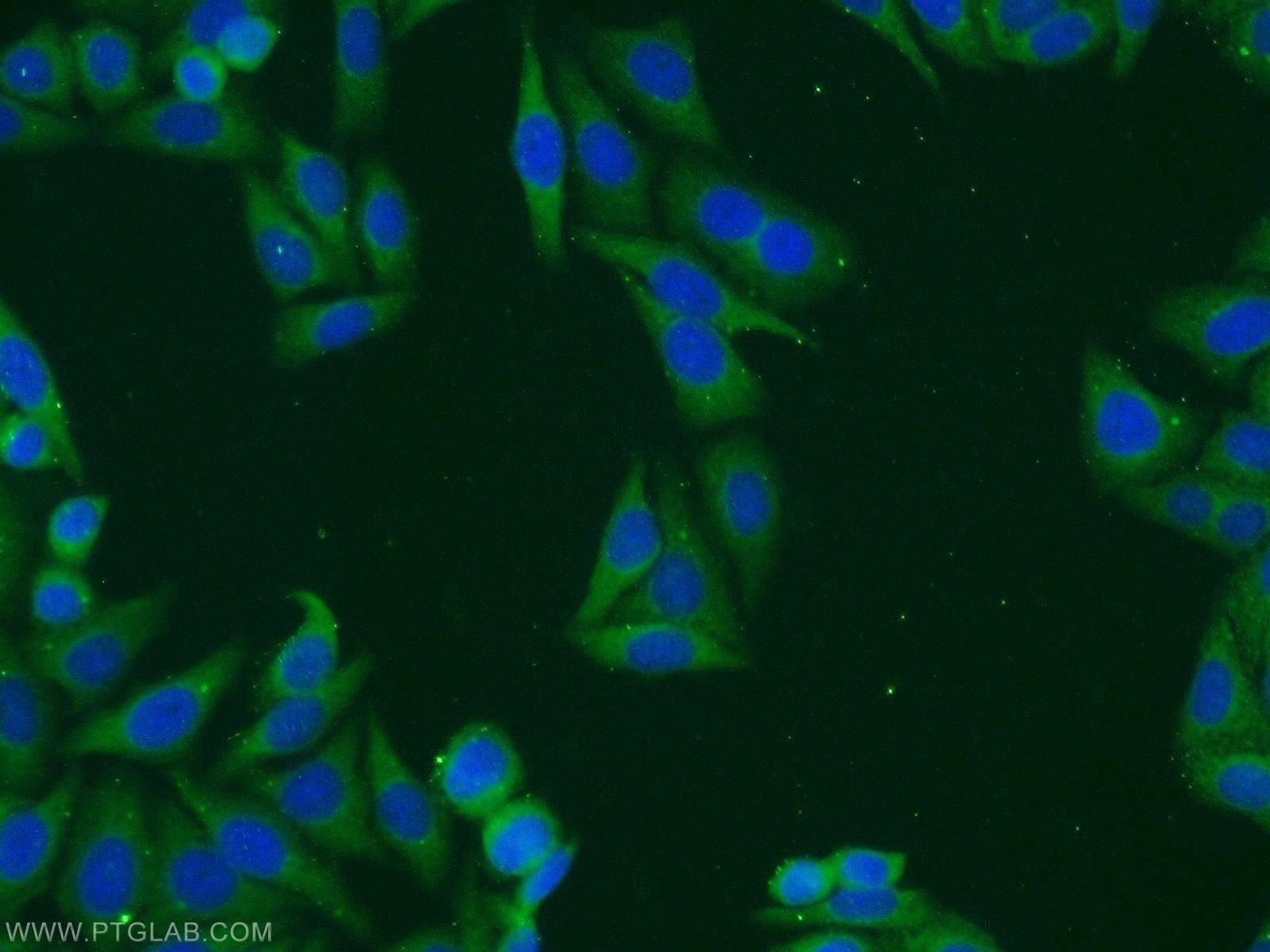 IF Staining of HepG2 using 14141-1-AP