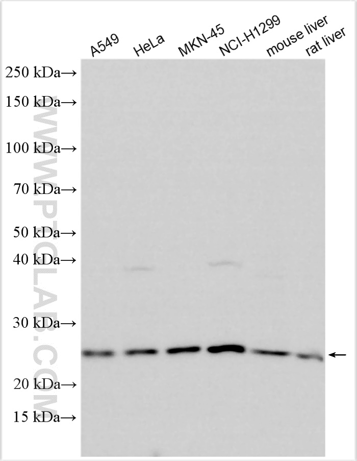 WB analysis using 30393-1-AP