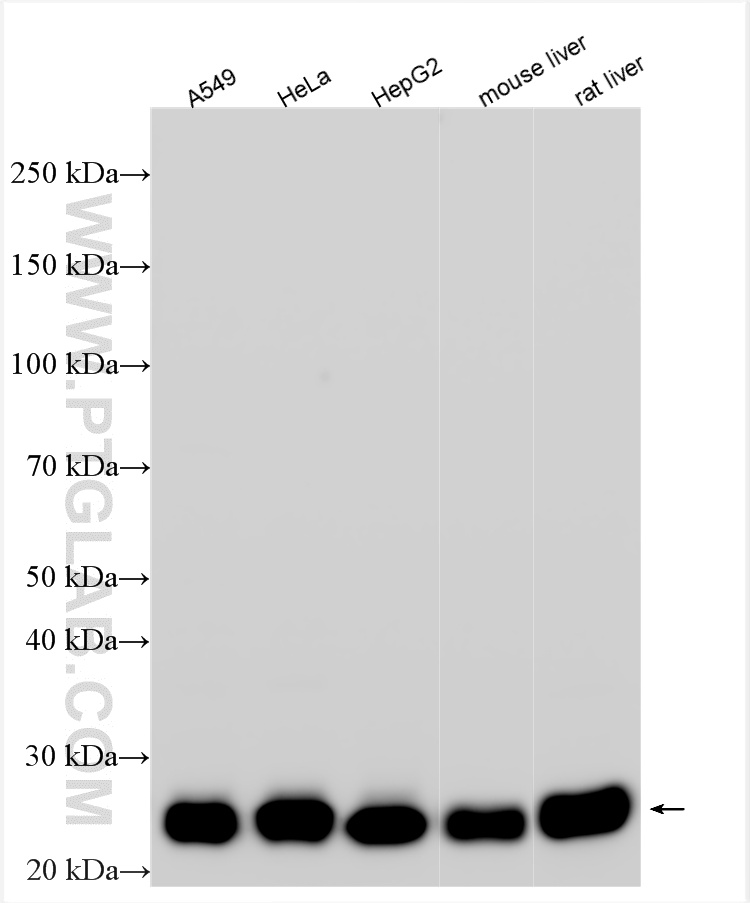 WB analysis using 21620-1-AP