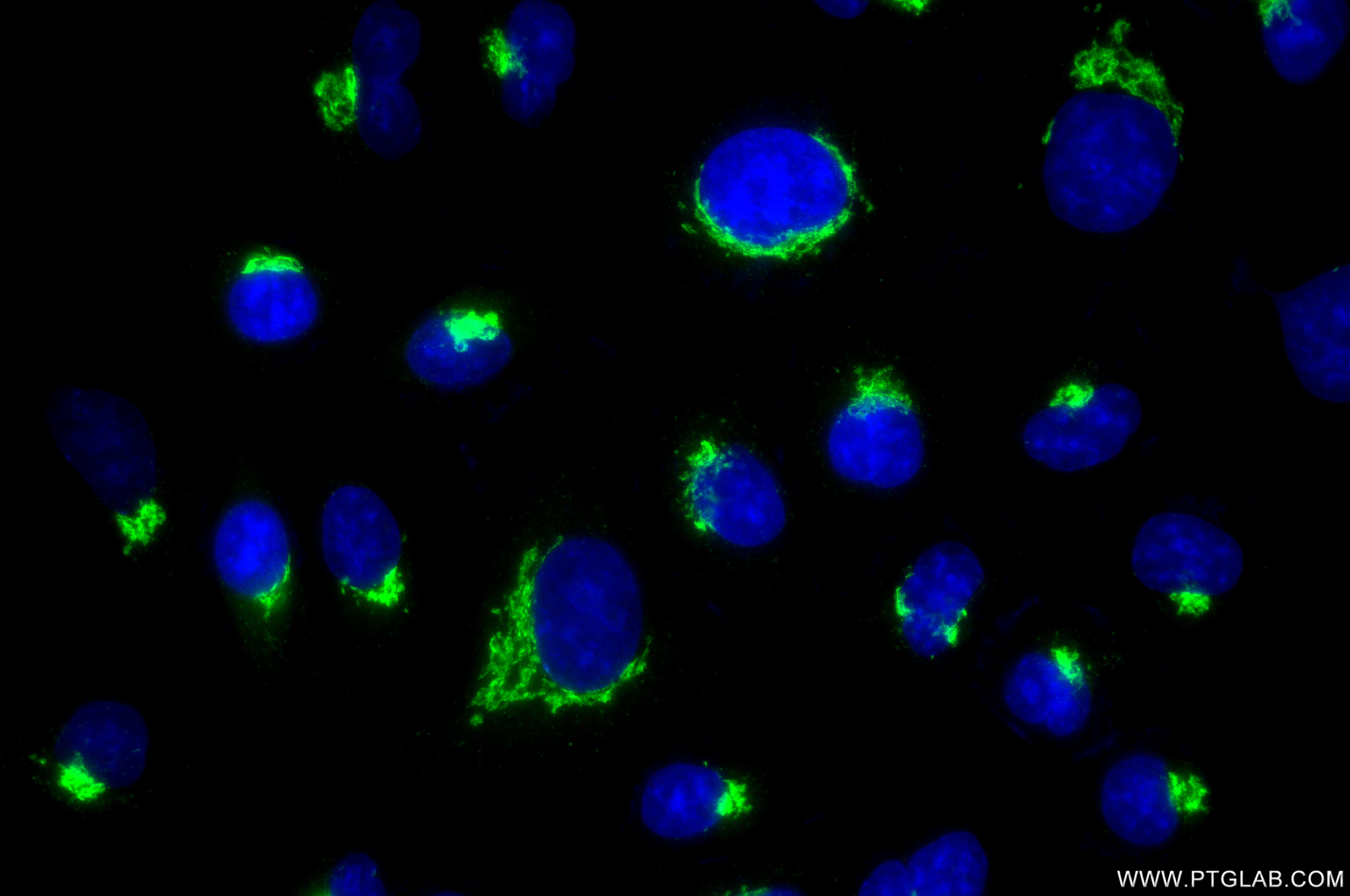 IF Staining of A549 using 86802-1-RR