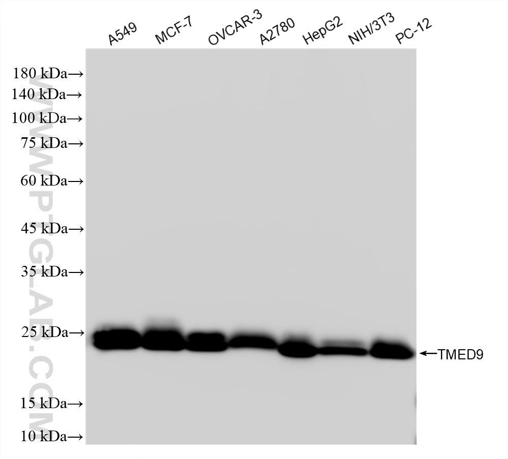 WB analysis using 86802-1-RR