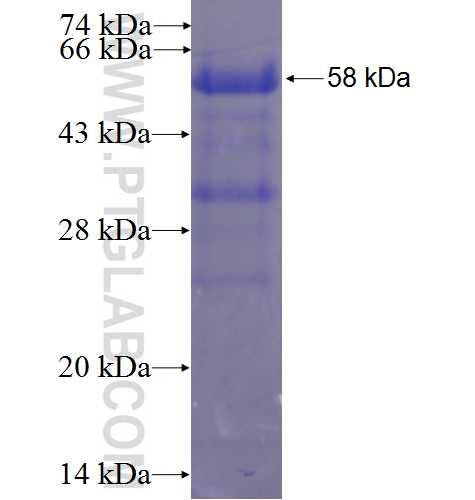 TMEFF1 fusion protein Ag3599 SDS-PAGE