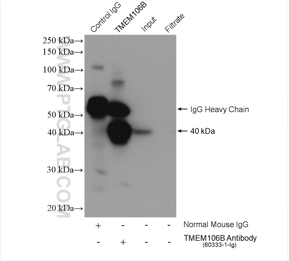 IP experiment of HeLa using 60333-1-Ig