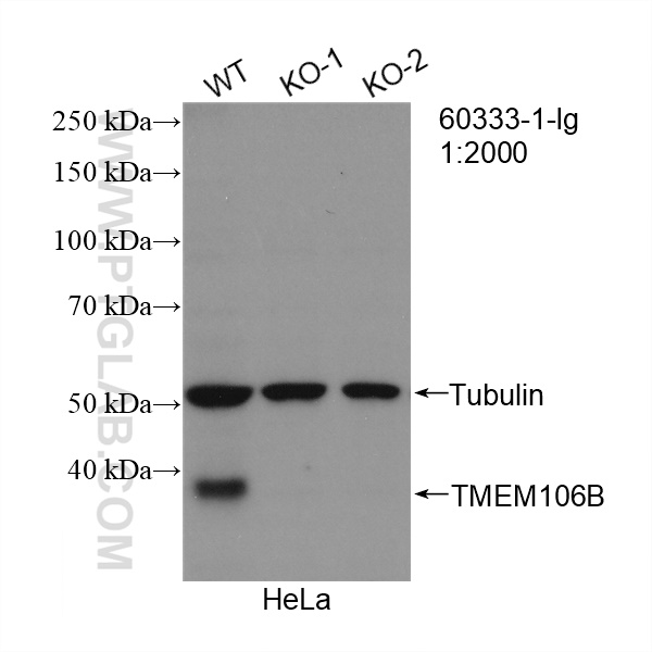 WB analysis of HeLa using 60333-1-Ig (same clone as 60333-1-PBS)