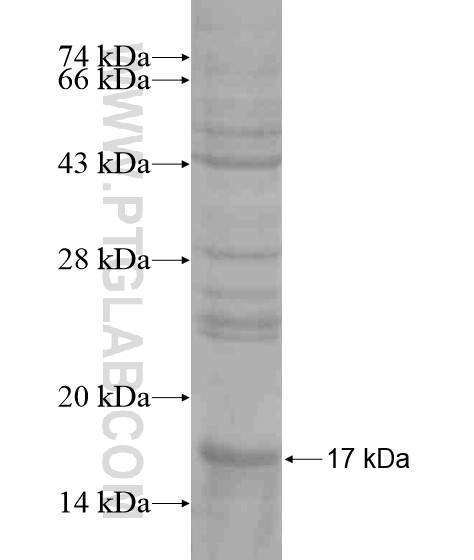 TMEM106C fusion protein Ag20773 SDS-PAGE