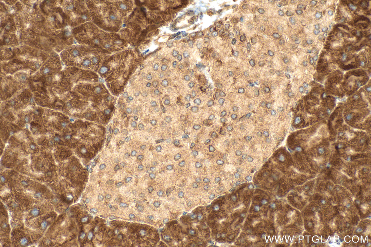 IHC staining of mouse pancreas using 31438-1-AP