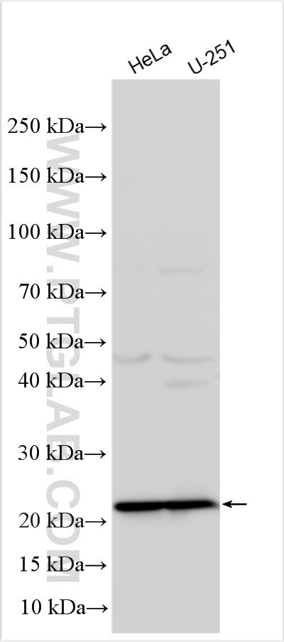 WB analysis using 31438-1-AP