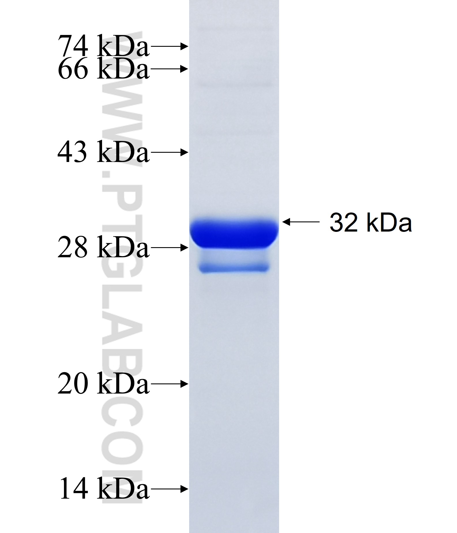 TMEM109 fusion protein Ag34866 SDS-PAGE