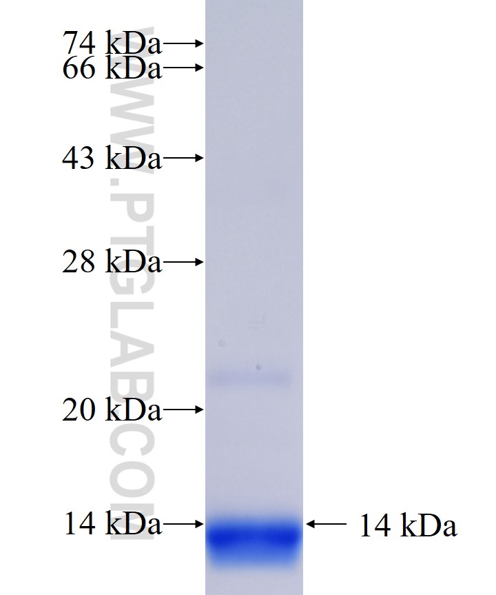 TMEM109 fusion protein Ag35947 SDS-PAGE