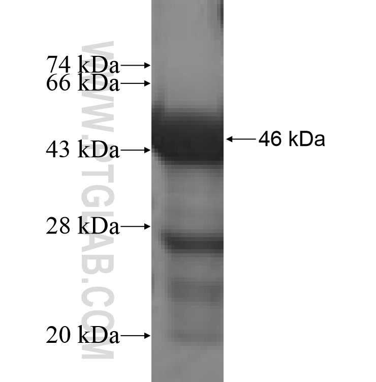 TMEM11 fusion protein Ag9839 SDS-PAGE