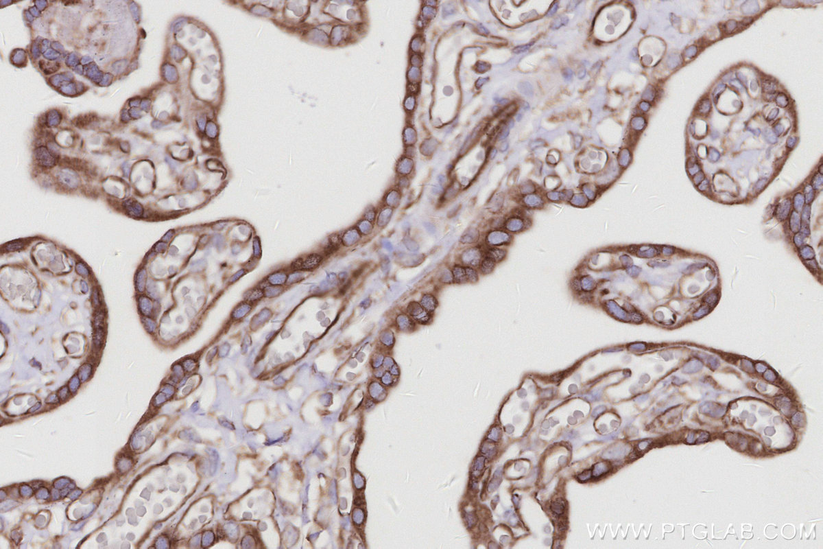 IHC staining of human placenta using 67205-1-Ig