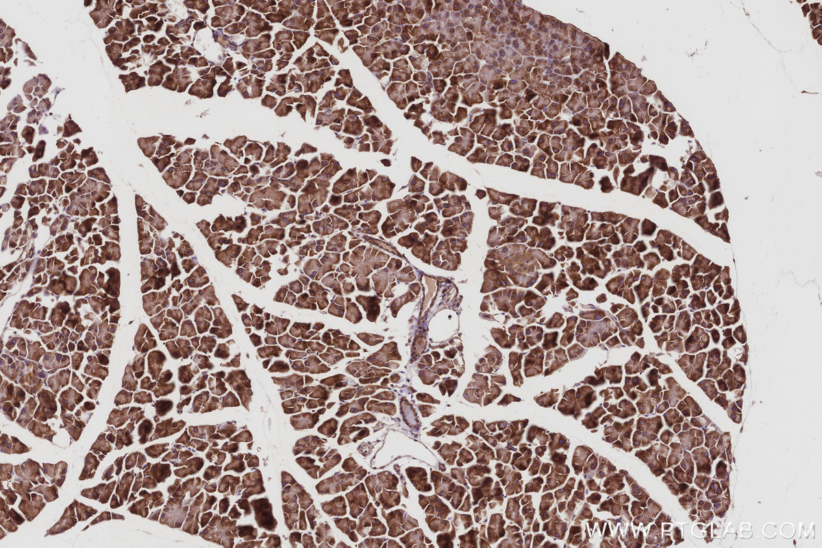 IHC staining of mouse pancreas using 67205-1-Ig