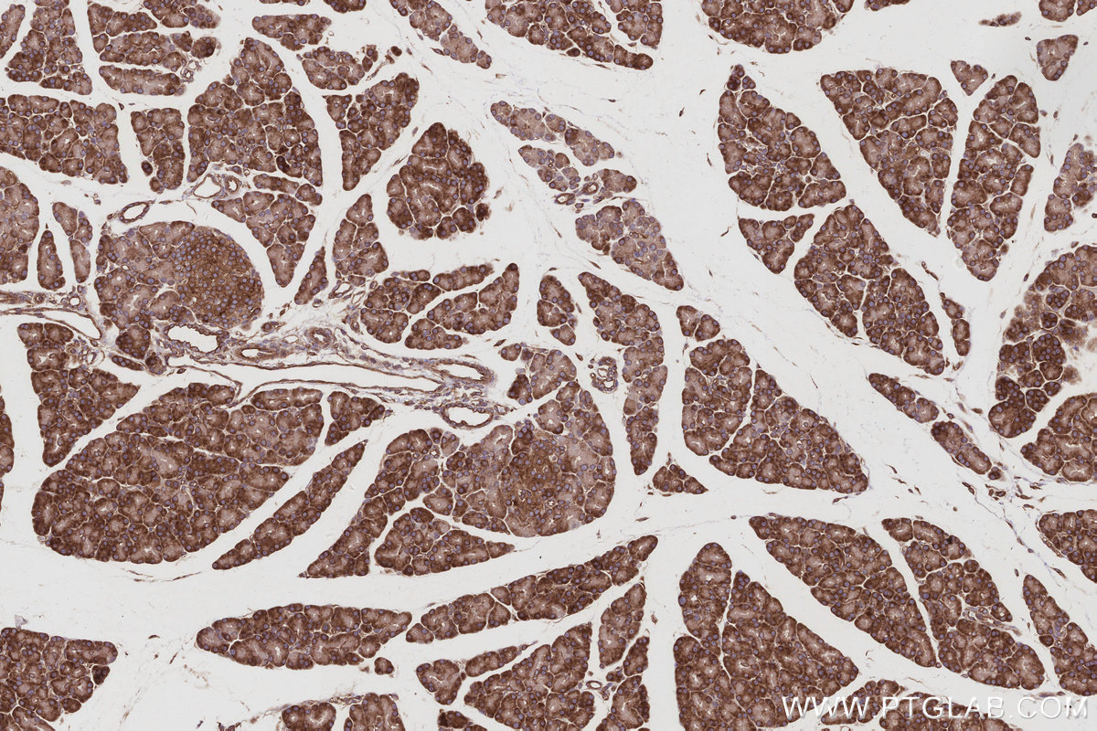 IHC staining of rat pancreas using 67205-1-Ig