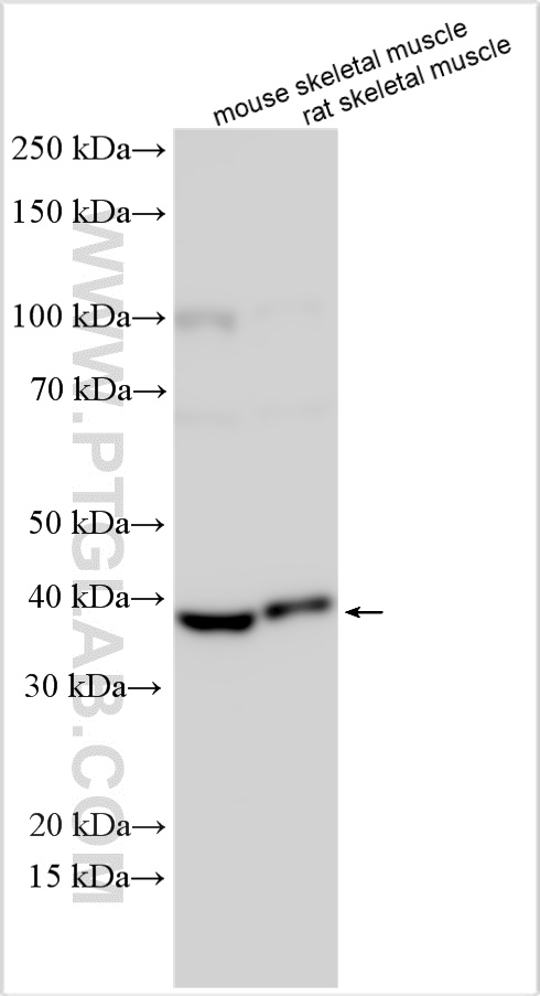 WB analysis using 25536-1-AP