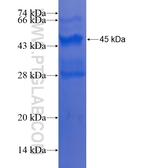 TMEM115 fusion protein Ag22258 SDS-PAGE