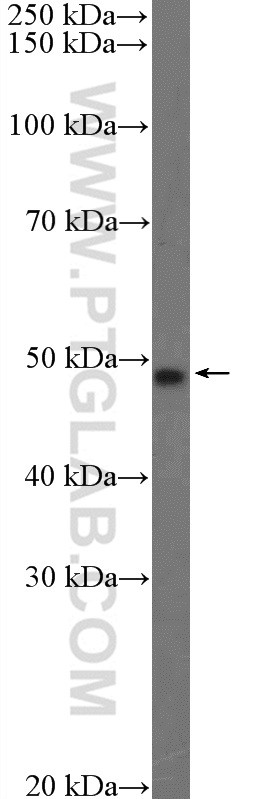 WB analysis of HepG2 using 21314-1-AP