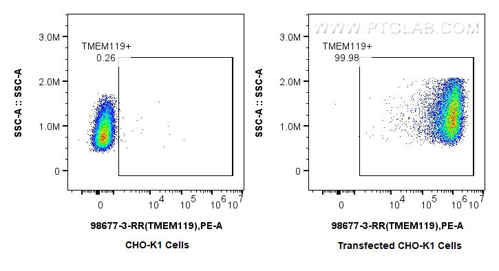 FC experiment of Transfected CHO-K1 using 98677-3-RR FC experiment of Transfected CHO-K1 using 98677-3-RR