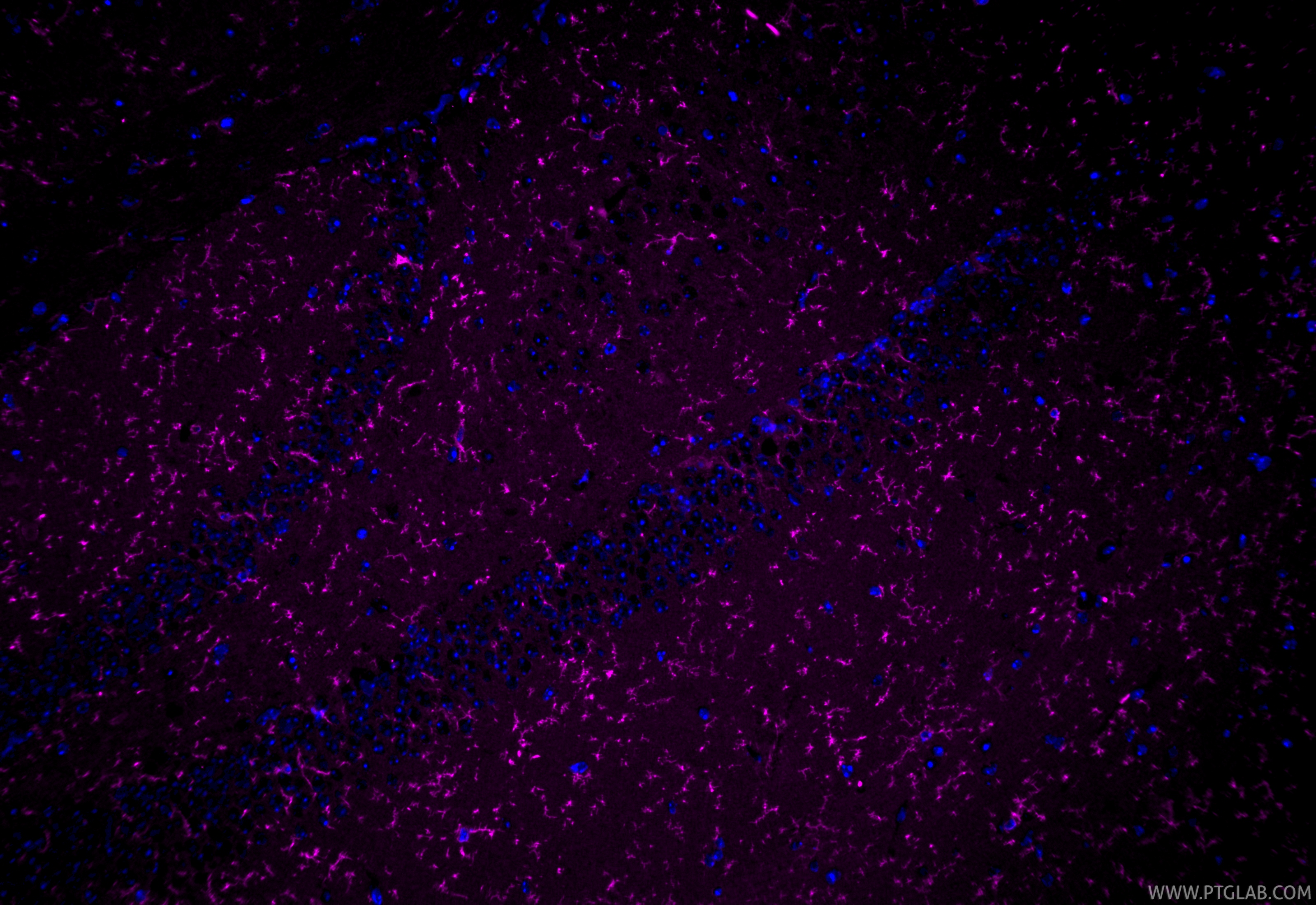 IF Staining of mouse brain using CL647-83448-9 IF Staining of mouse brain using CL647-83448-9