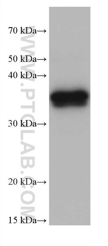 WB analysis of pig liver using 68229-1-Ig (same clone as 68229-1-PBS)