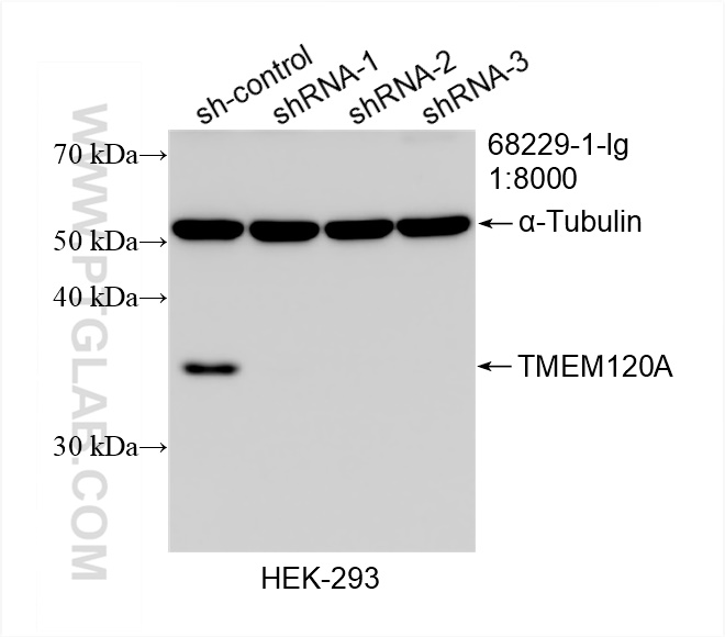 WB analysis of HEK-293 using 68229-1-Ig (same clone as 68229-1-PBS)