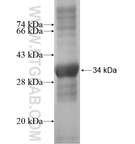 TMEM121 fusion protein Ag13891 SDS-PAGE