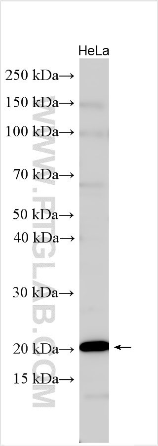 WB analysis using 20759-1-AP