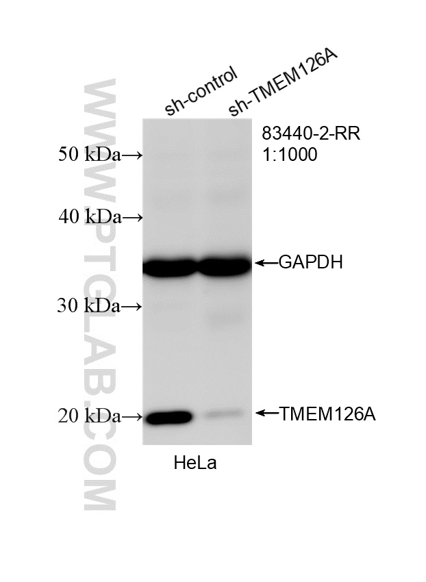WB analysis of HeLa using 83440-2-RR