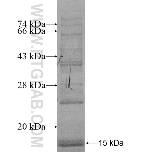 TMEM126B fusion protein Ag15500 SDS-PAGE TMEM126B fusion protein Ag15500 SDS-PAGE