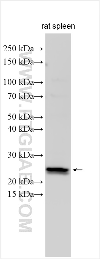 WB analysis of rat spleen using 25078-1-AP (same clone as 25078-1-PBS)