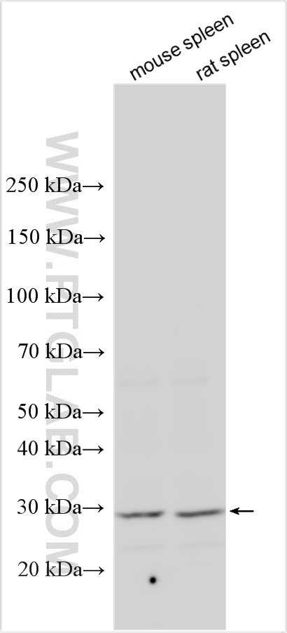 WB analysis using 25078-1-AP (same clone as 25078-1-PBS)