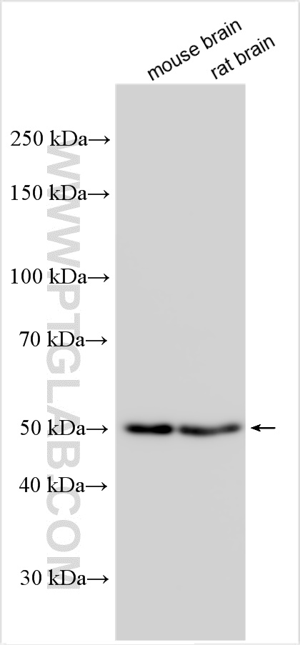 WB analysis using 31327-1-AP