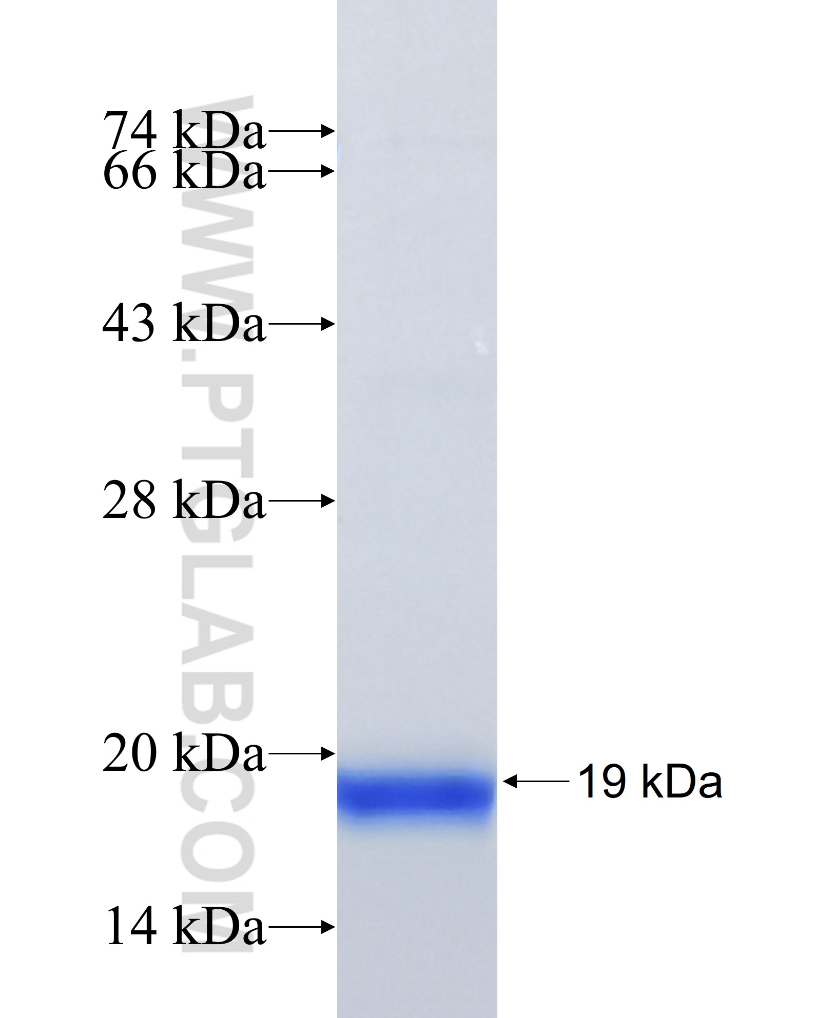 TMEM140 fusion protein Ag41331 SDS-PAGE
