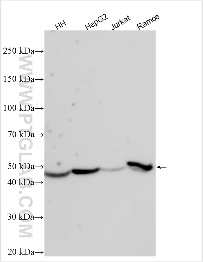WB analysis using 31917-1-AP