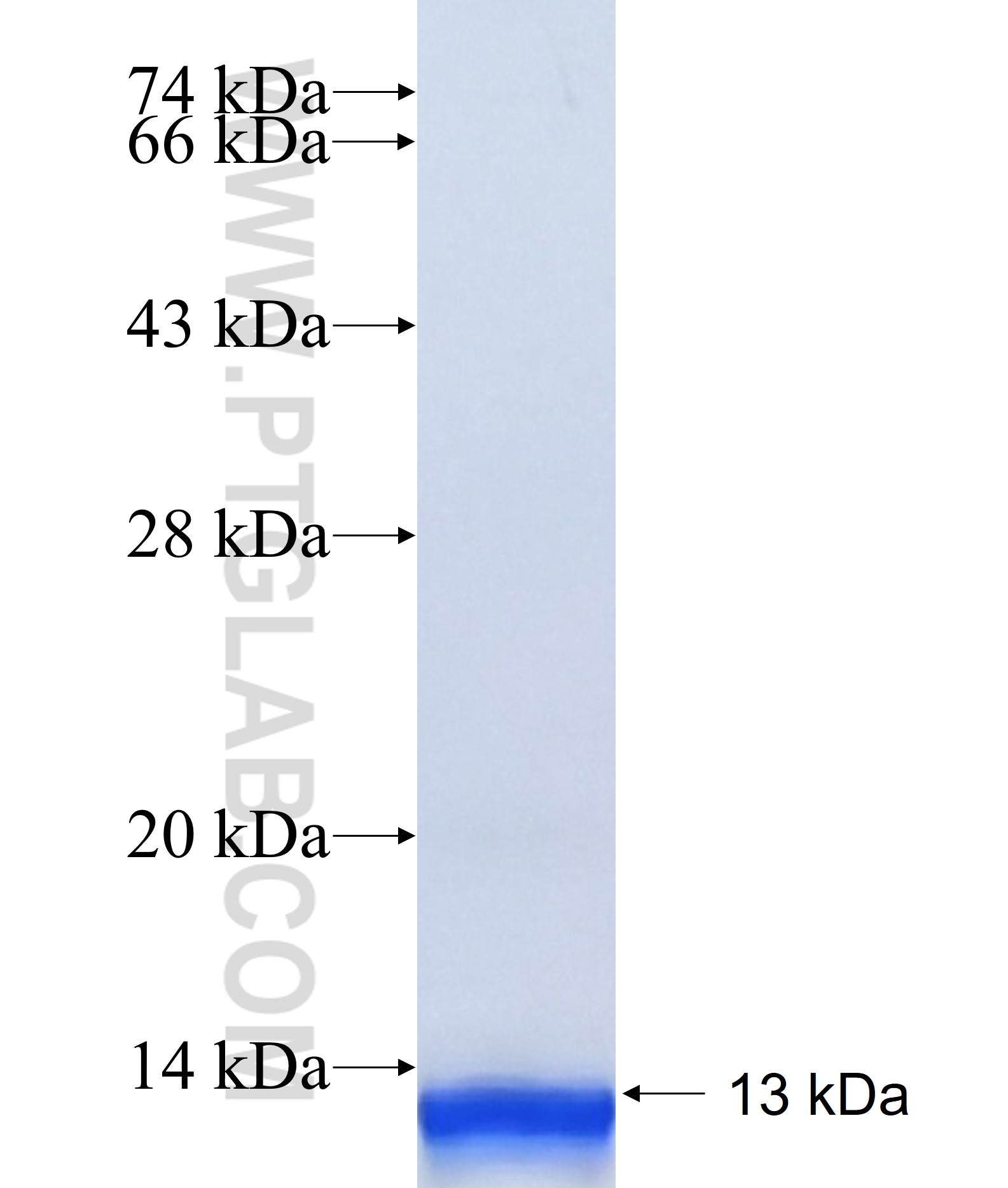 TMEM144 fusion protein Ag40711 SDS-PAGE TMEM144 fusion protein Ag40711 SDS-PAGE