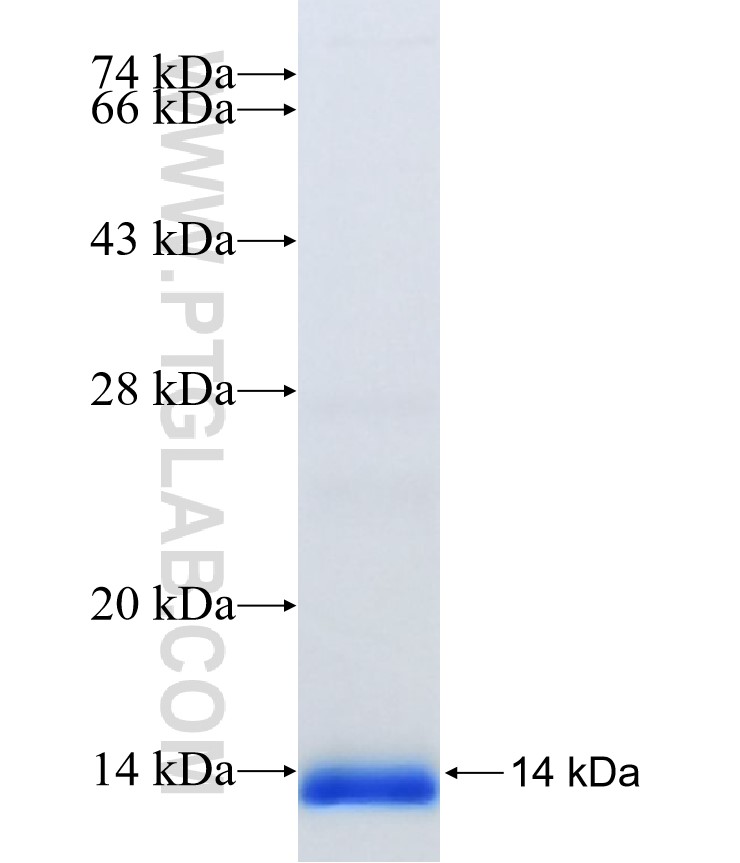 TMEM147 fusion protein Ag26320 SDS-PAGE
