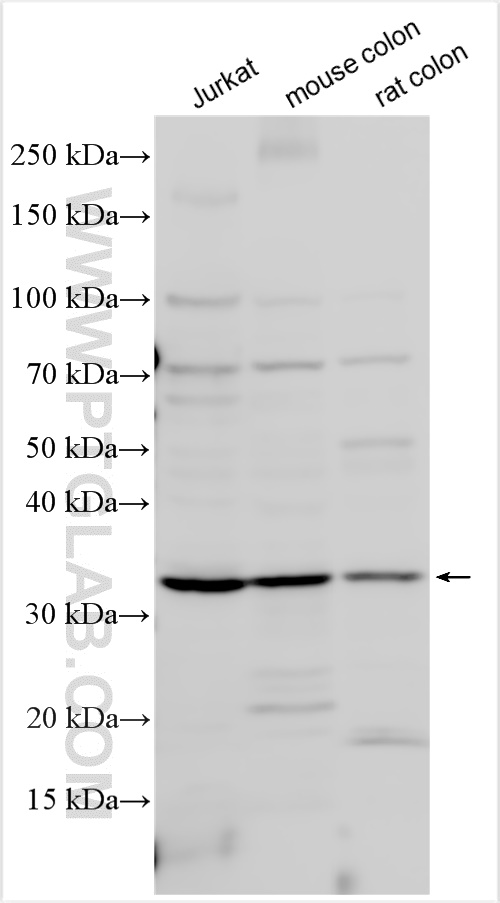 WB analysis using 23912-1-AP