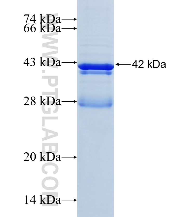 TMEM151B fusion protein Ag34641 SDS-PAGE