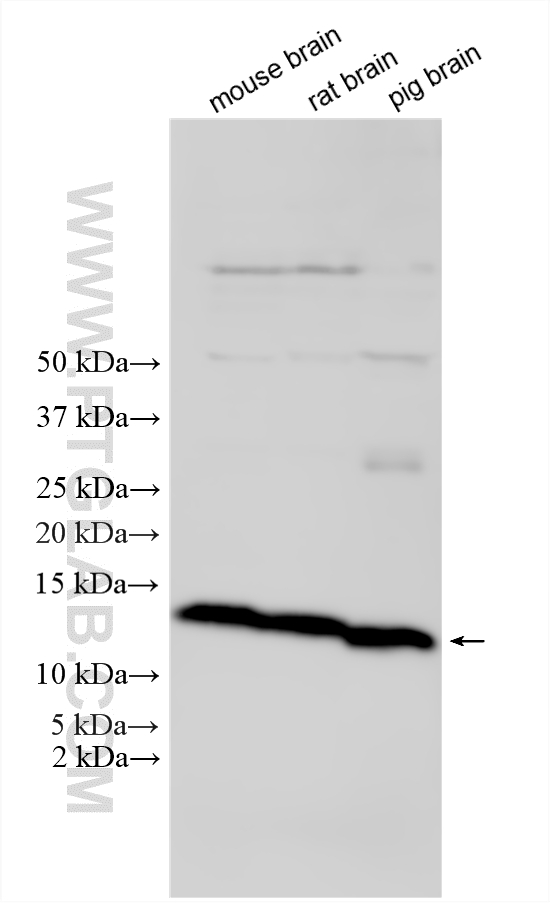 WB analysis using 33601-1-AP