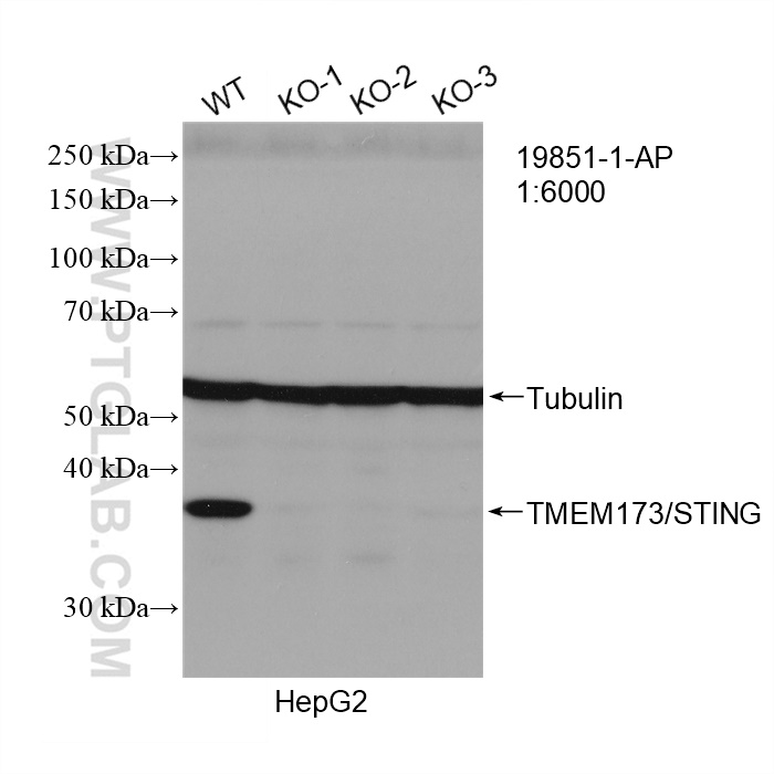 WB analysis of HepG2 using 19851-1-AP