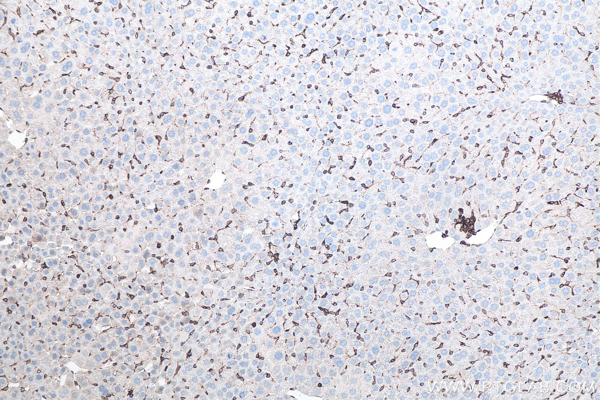 IHC staining of mouse liver using 80165-1-RR IHC staining of mouse liver using 80165-1-RR